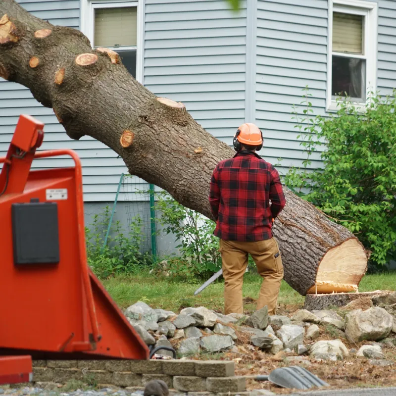 Y&L Landscaping & Tree Service Highlights the Importance of Regular Tree Inspections in Baltimore, MD